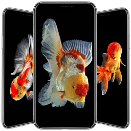 Логотип Goldfish Wallpaper