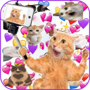 Скачать  WAStickerApps Stickers Cats