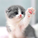 Скачать  Кошки Обои HD Симпатичные