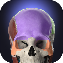 Логотип Anatomyka - 3D Anatomy Atlas