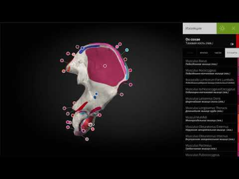 Скачать Anatomyka - 3D анатомия Медицина для Андроид скриншот 8