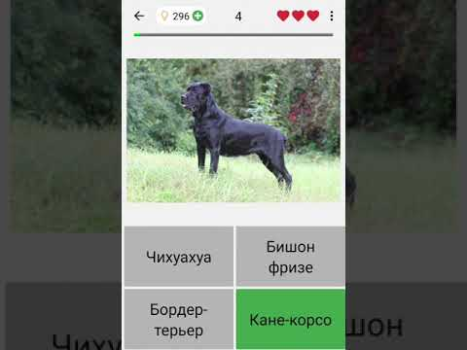 Скачать Собаки - Угадай все породы! Викторины для Андроид скриншот 8