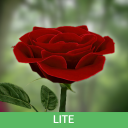 Скачать  Живые обои Роза 3D Lite версия
