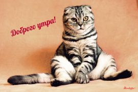 Скачать Прикольные с добрым утром Развлечения для Андроид скриншот 3
